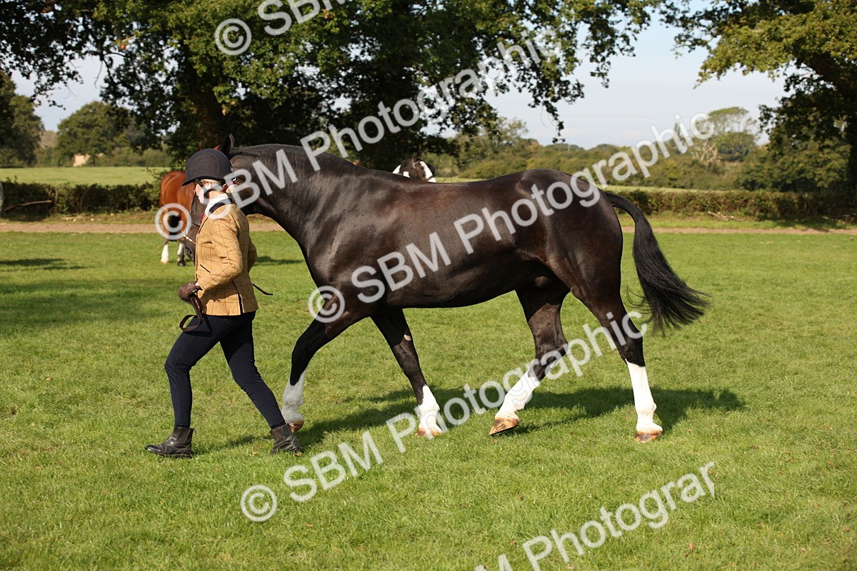 SBM_61191 - S54 - Show Cob In Hand