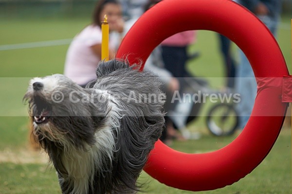  - Tendring Agility Group- St Osyth Summer Fete