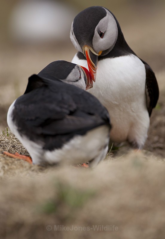 PUFFIN, ISLE OF MULL - PUFFINS, ISLE OF MULL