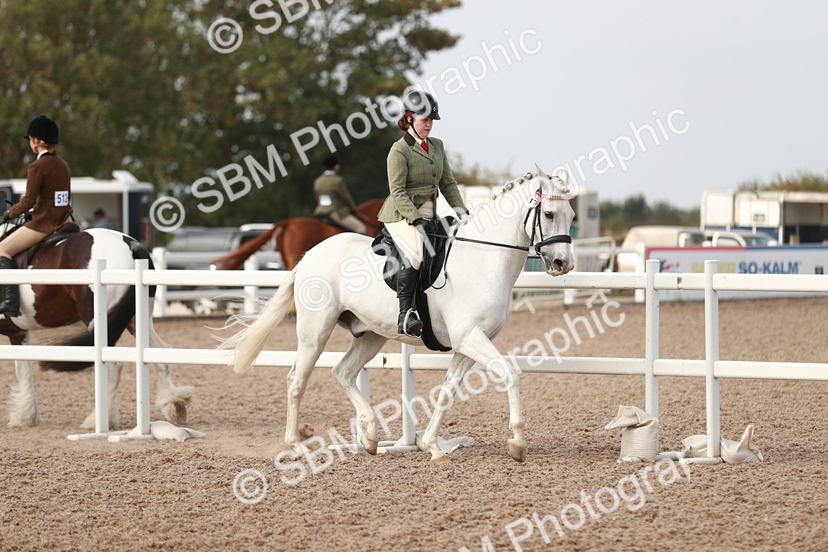 SBM_17453 - Class 215 Ridden Hack/ Riding Horse