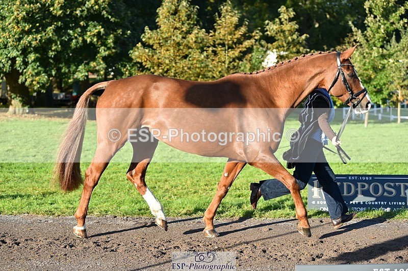 231022-095200-22082 - 484-JESATRAN.FIRECRACKER-Sally.Morton-TrotUp+SJ