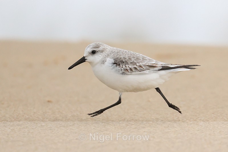 Sanderling running feet off ground, Studland Bay, Dorset - Sanderling