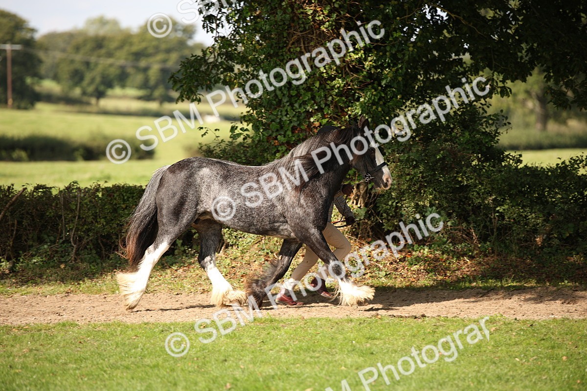 SBM_62202 - S55 - Traditional Cob In Hand