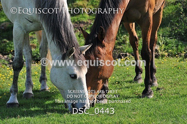 DSC_0443 - ARCHIVE REQUEST - Quincy and Guinness