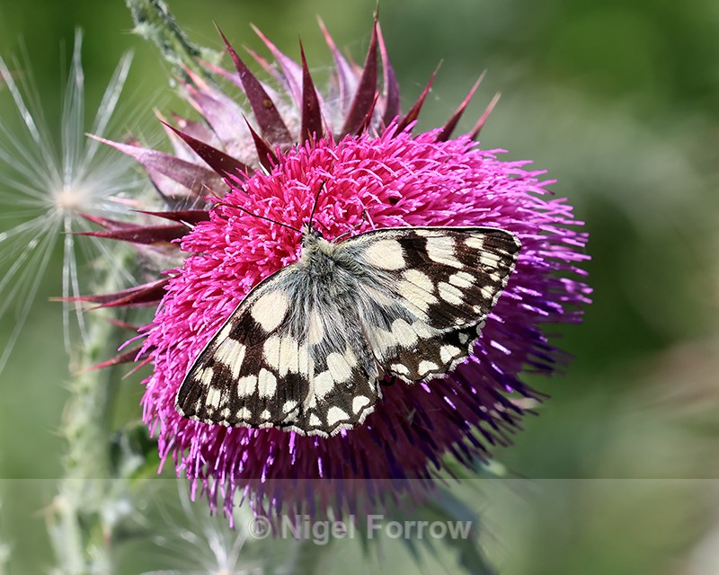 Marbled White showing upper wings, Seacombe Bottom, Dorset - INSECTS
