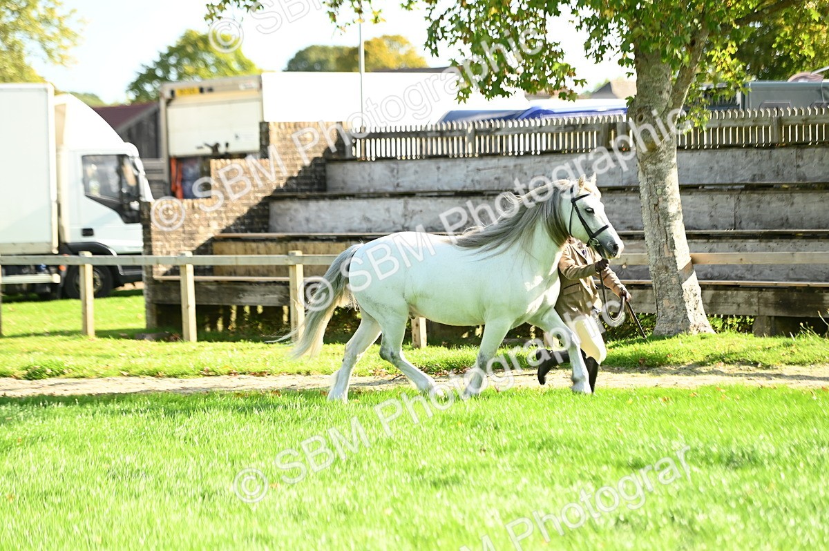 SBM_15859 - S1 - TSR in Hand Horse & Pony Showing