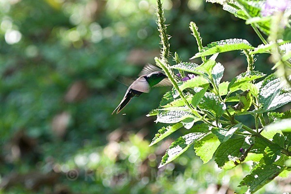  - Costa Rica