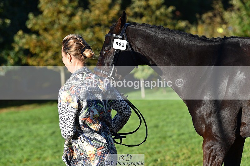 231022-093348-21880 - 502-REBEL.ON.THE.RUN-Ida.Strandberg-TrotUp+SJ