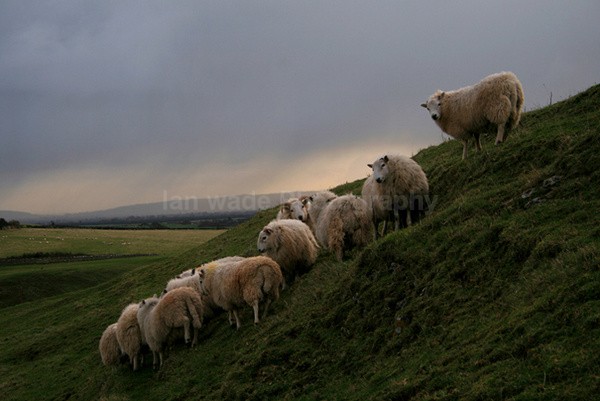 Sheep huddling _S003 - Somerset landscape Photography