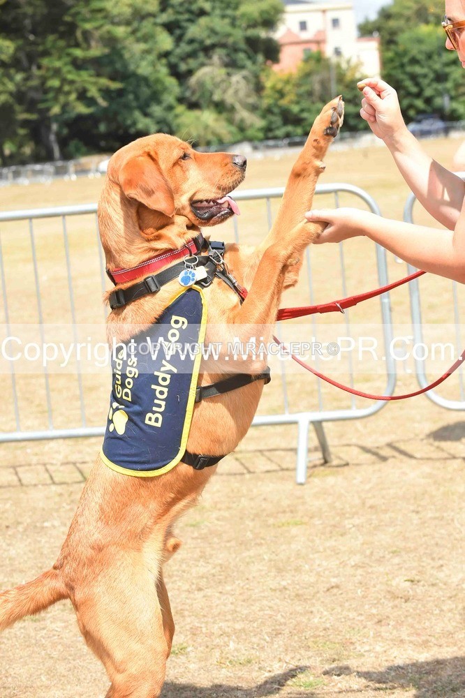 SH4_0219 - Dog show.