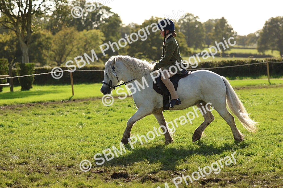 SBM_52446 - S13 - Pony Club Pony