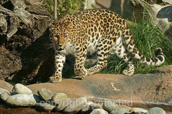 Amur leopard - Milena (Colchester Zoo) - Amur Leopards