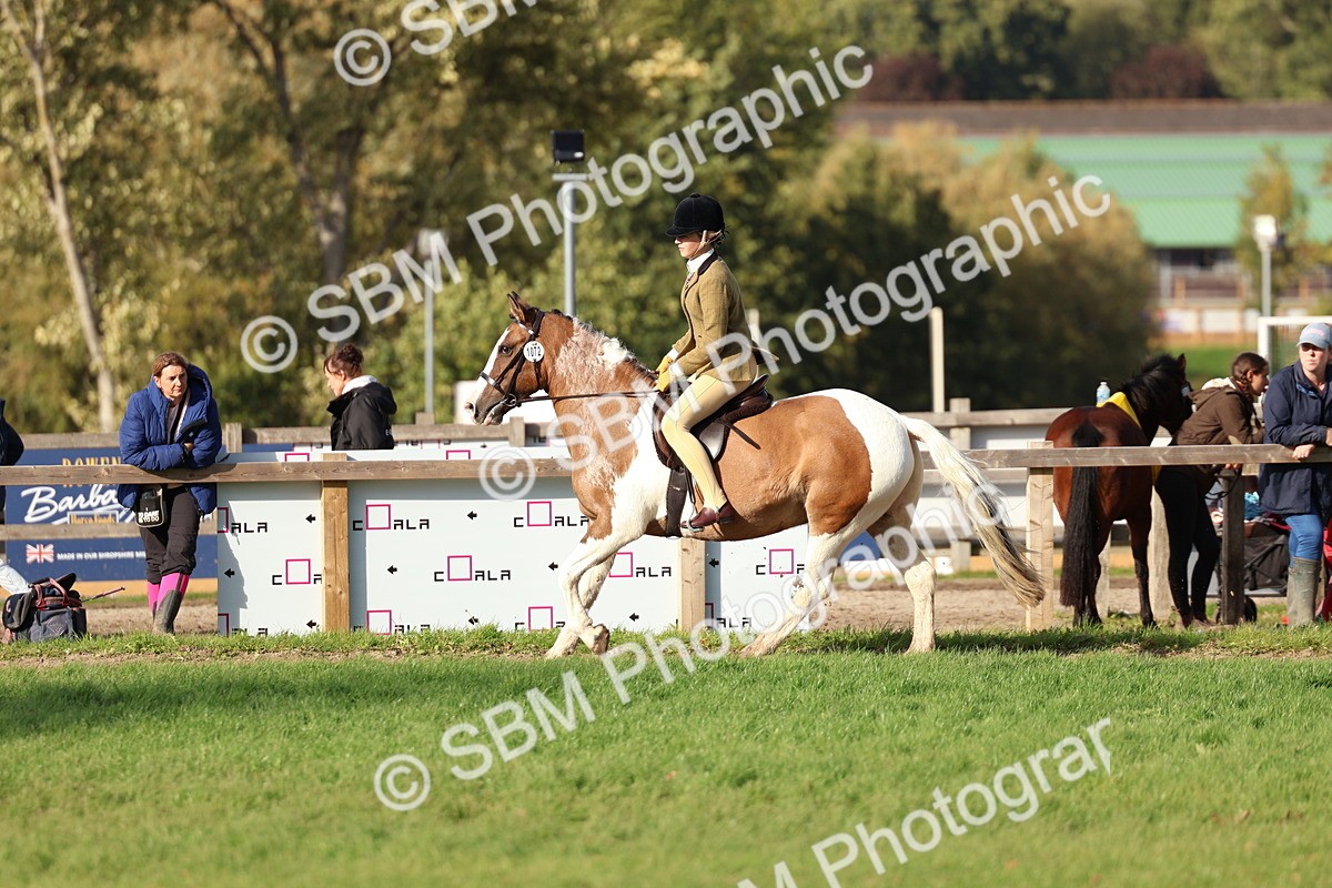 SBM_52500 - S13 - Pony Club Pony