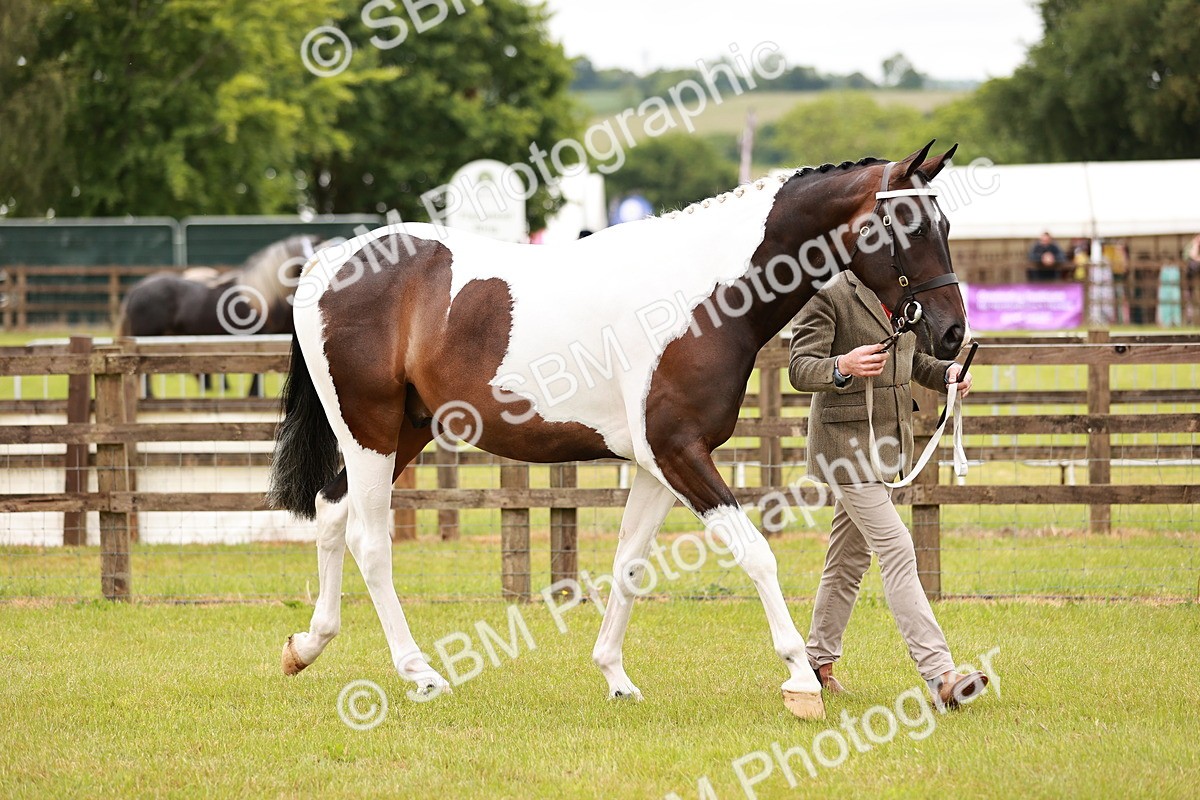 SBM_00740 - Class 26-30 Sport Horse In Hand
