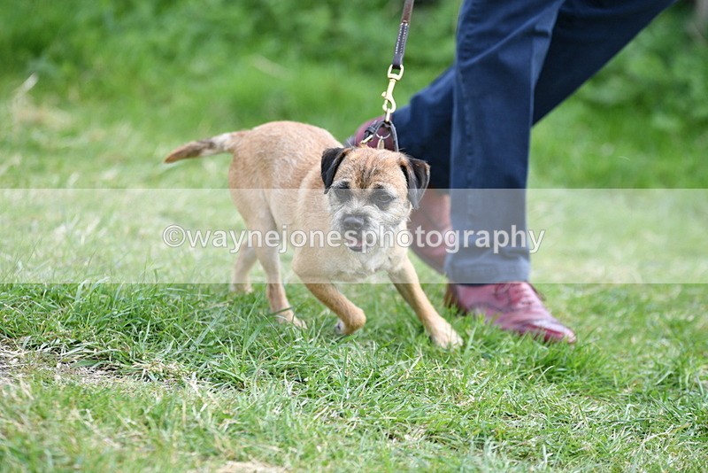 WJ5_0237 - Class 7 Best Terrier