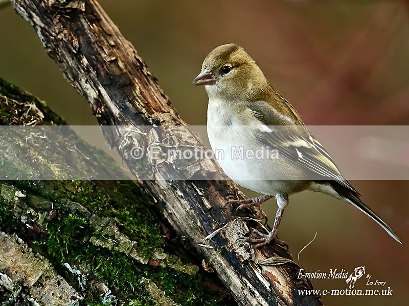 Chaffinch f 140116 4 - Nature