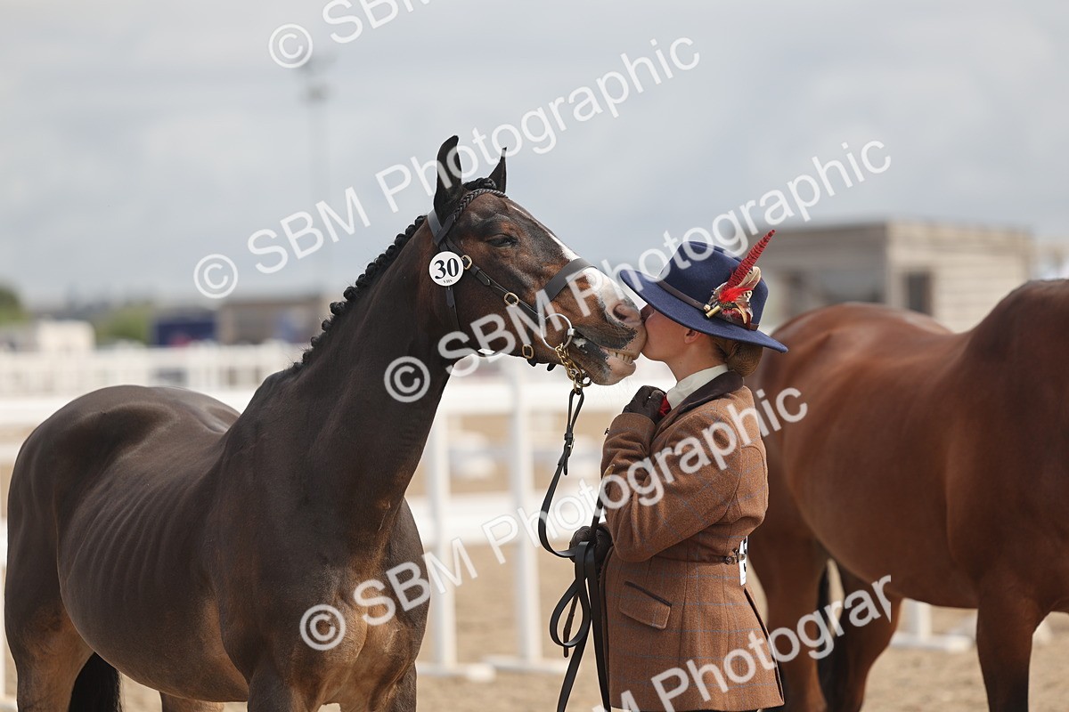 SBM_04457 - Class 18 - Handsomest Gelding (IH or Ridden)