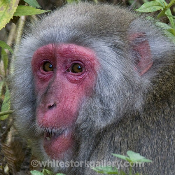 Caught Out! - Wildlife and Animals