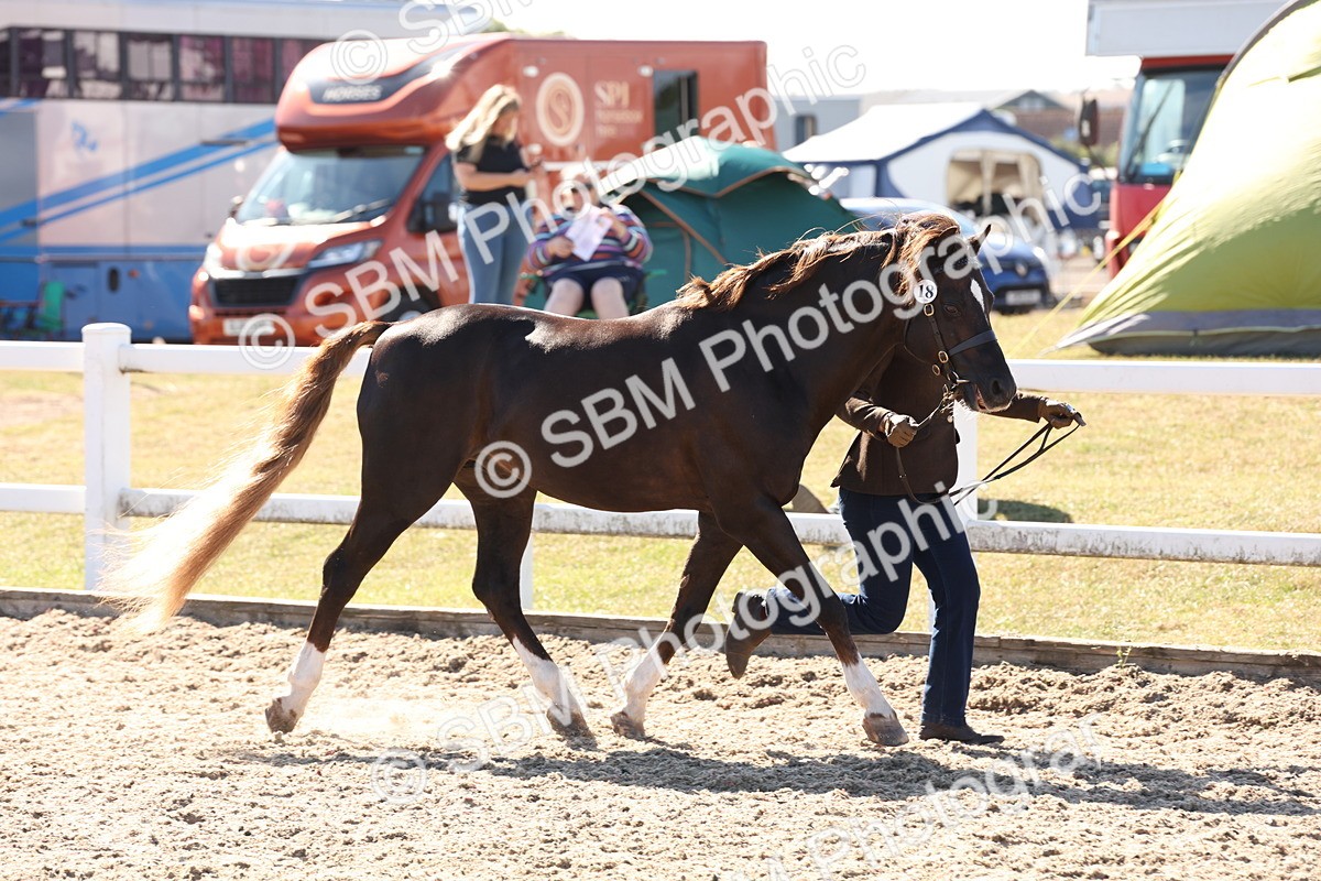 SBM_13870 - Class 205 - IH Show Pony - Show Hunter Pony