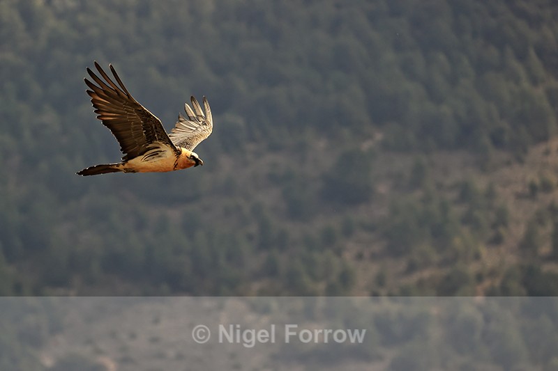 Lammergeier flying foothills of Pyrenees, Catalonia, Spain - Lammergeier