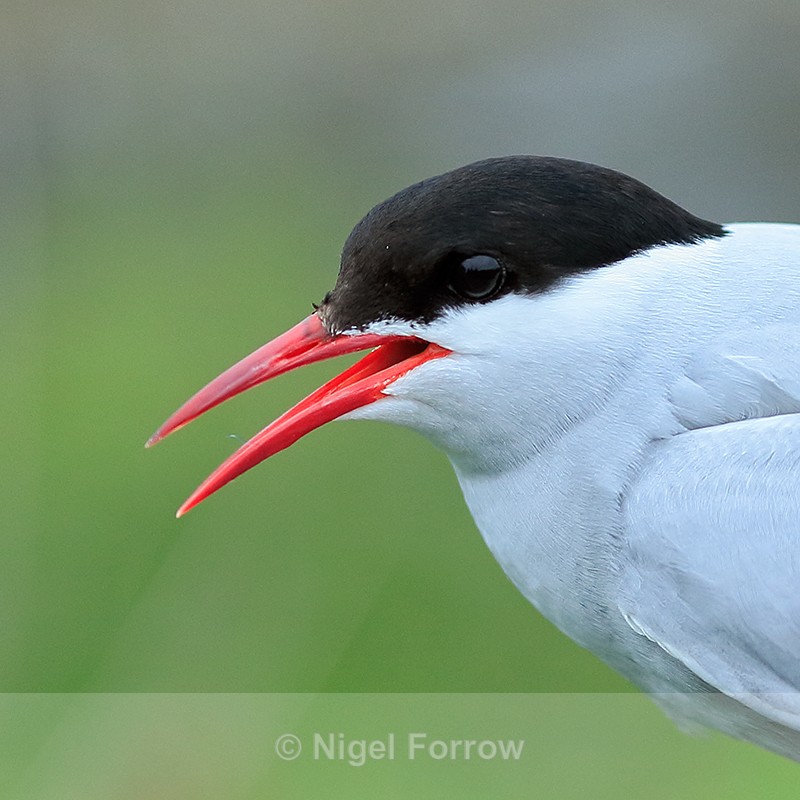 Arctic Tern, close, Farne Islands - Arctic Tern