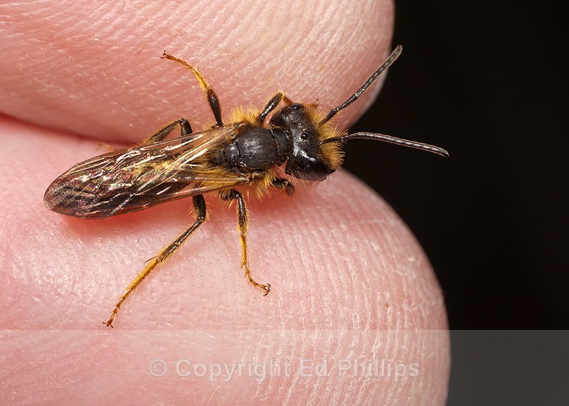 Andrena bucephala (m) - Andrena bucephala
