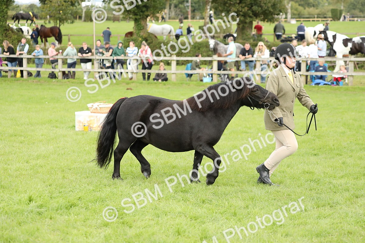 SBM_62781 - S46 - Mountain & Moorland In Hand Small Breeds