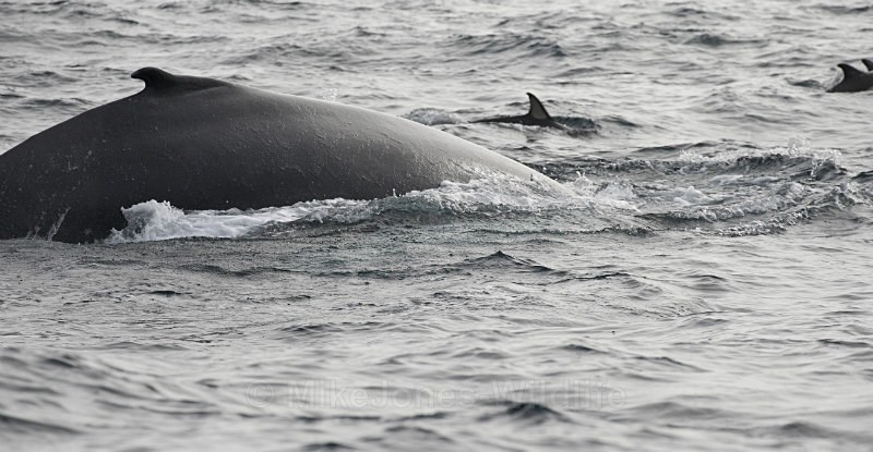 Humpback Whale, Pico Island, Azores - WHALES & DOLPHINS ( PICO, AZORES MAY 2013 & 2014 )