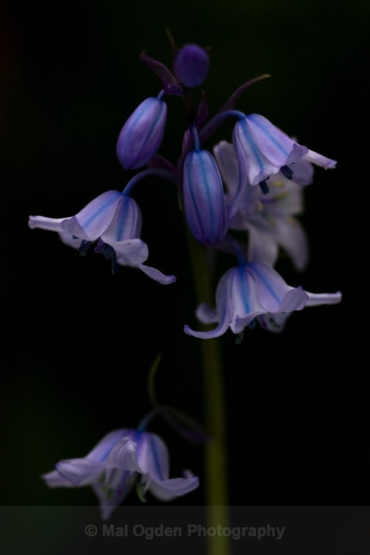 Bluebells - Worcestershire