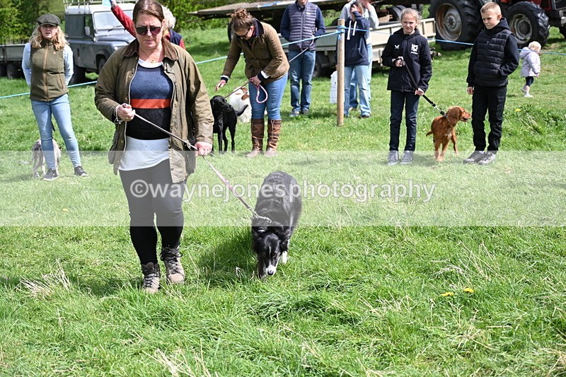 WJ6_8902 - Class 8 Best Working / Gun Dog or Bitch