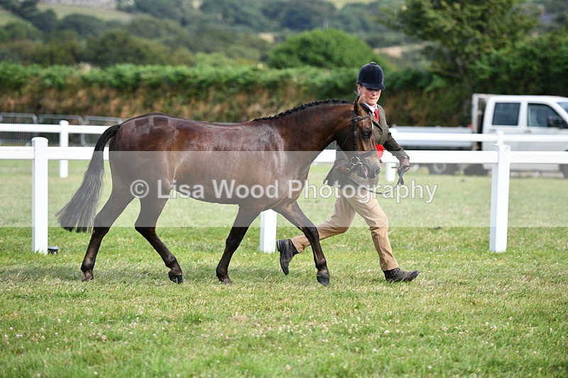 DSC_9151 - SP/SHP Pony Breeding Championship