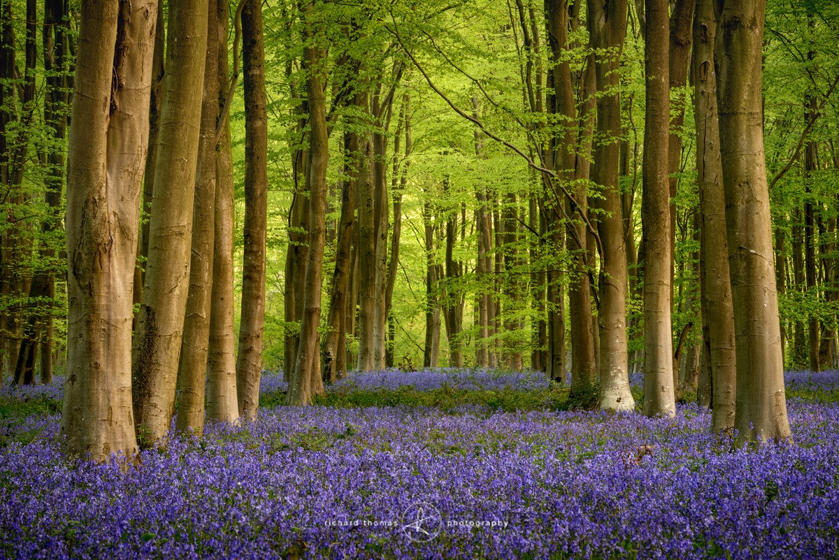Soft dawn Bluebells - BlueWood