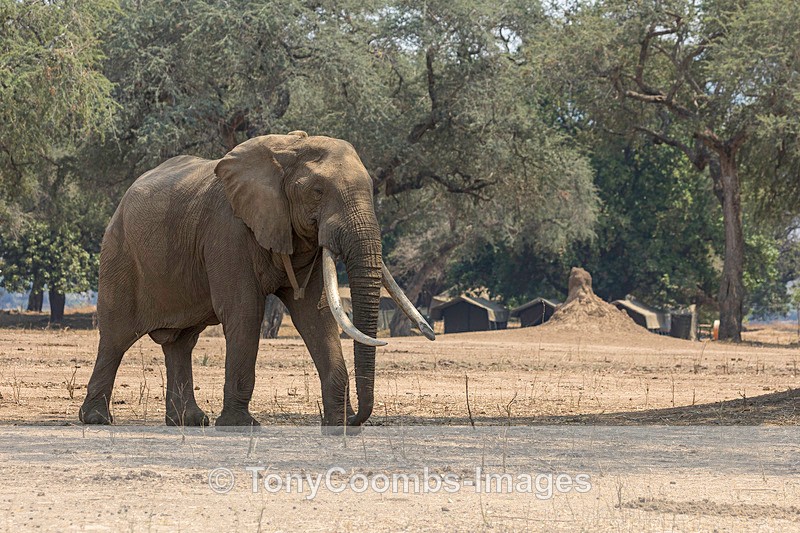 Elephant  'Boswell' - Mana Pools ~ The Mammals