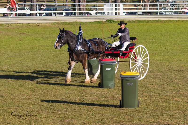Harness Driving Challenge 8. 0A3A9655 - 2025 Senic Rim Clydesdale Spectacular