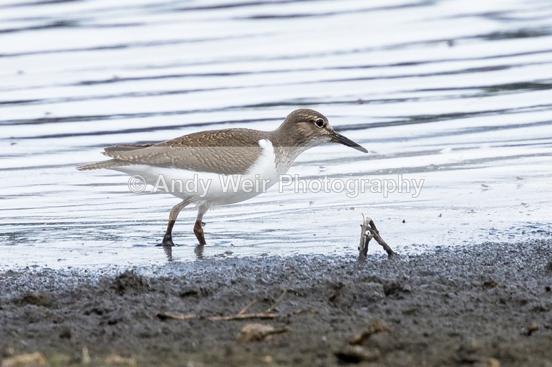 20160809-8E0A7458 - Other Waders