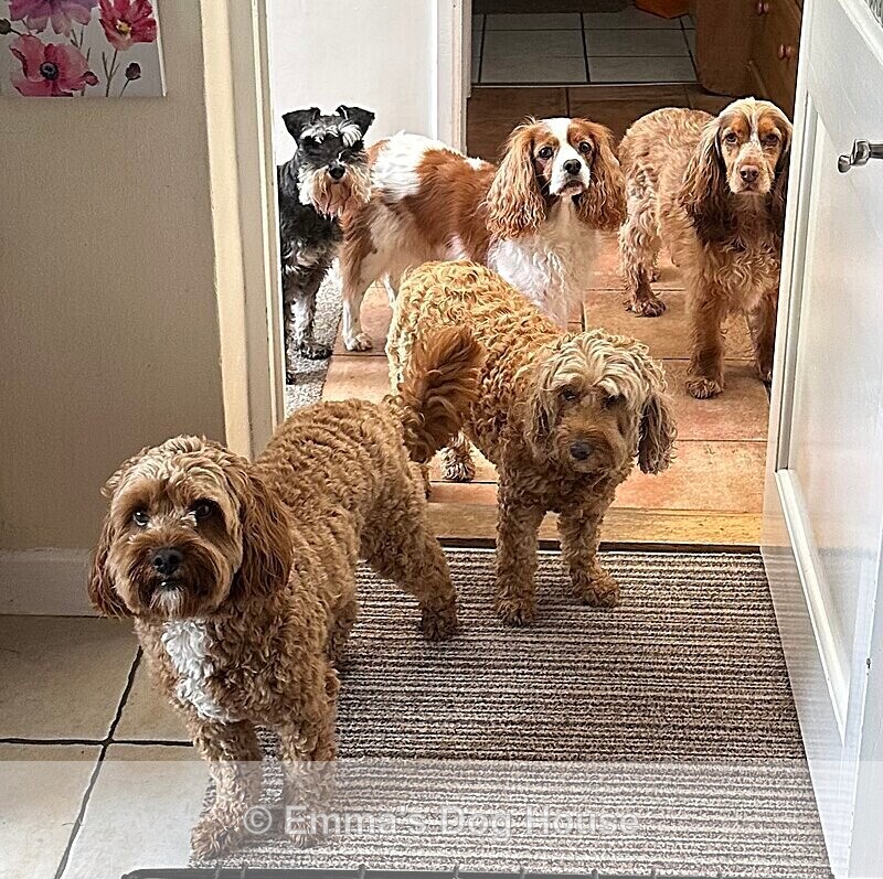  - Dogs