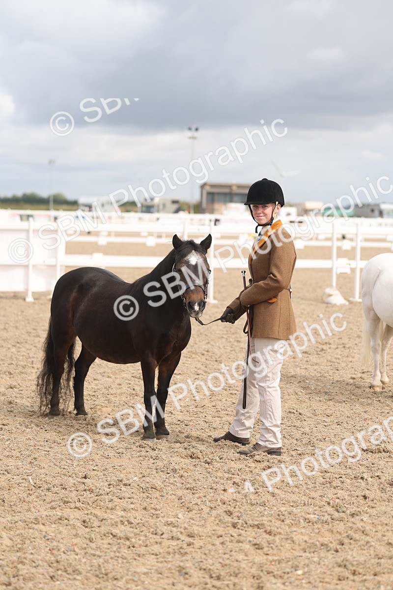 SBM_04556 - Class 19 - Horse/Pony Judge would most like to take home