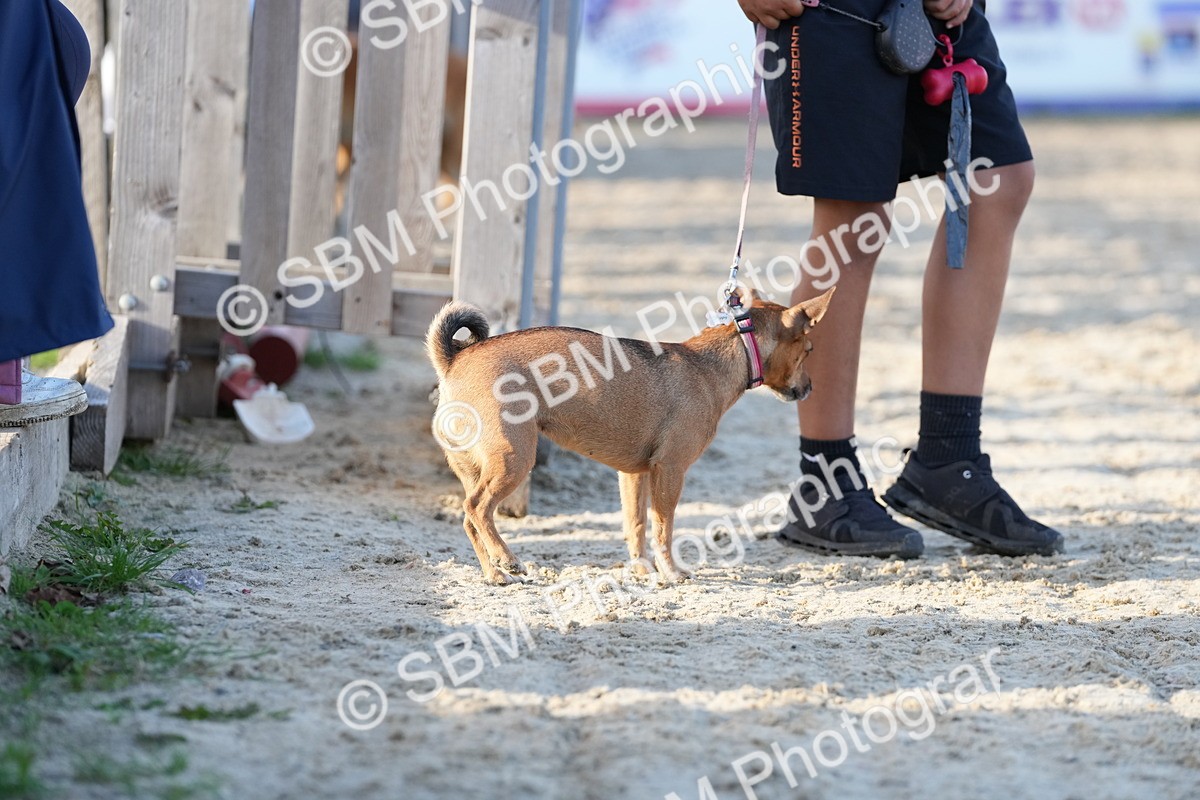 SBM_29074 - J43 - Horse & Hound Open 50cm