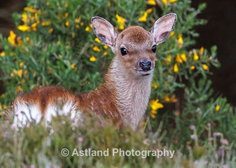 Sika Deer - Latest Images