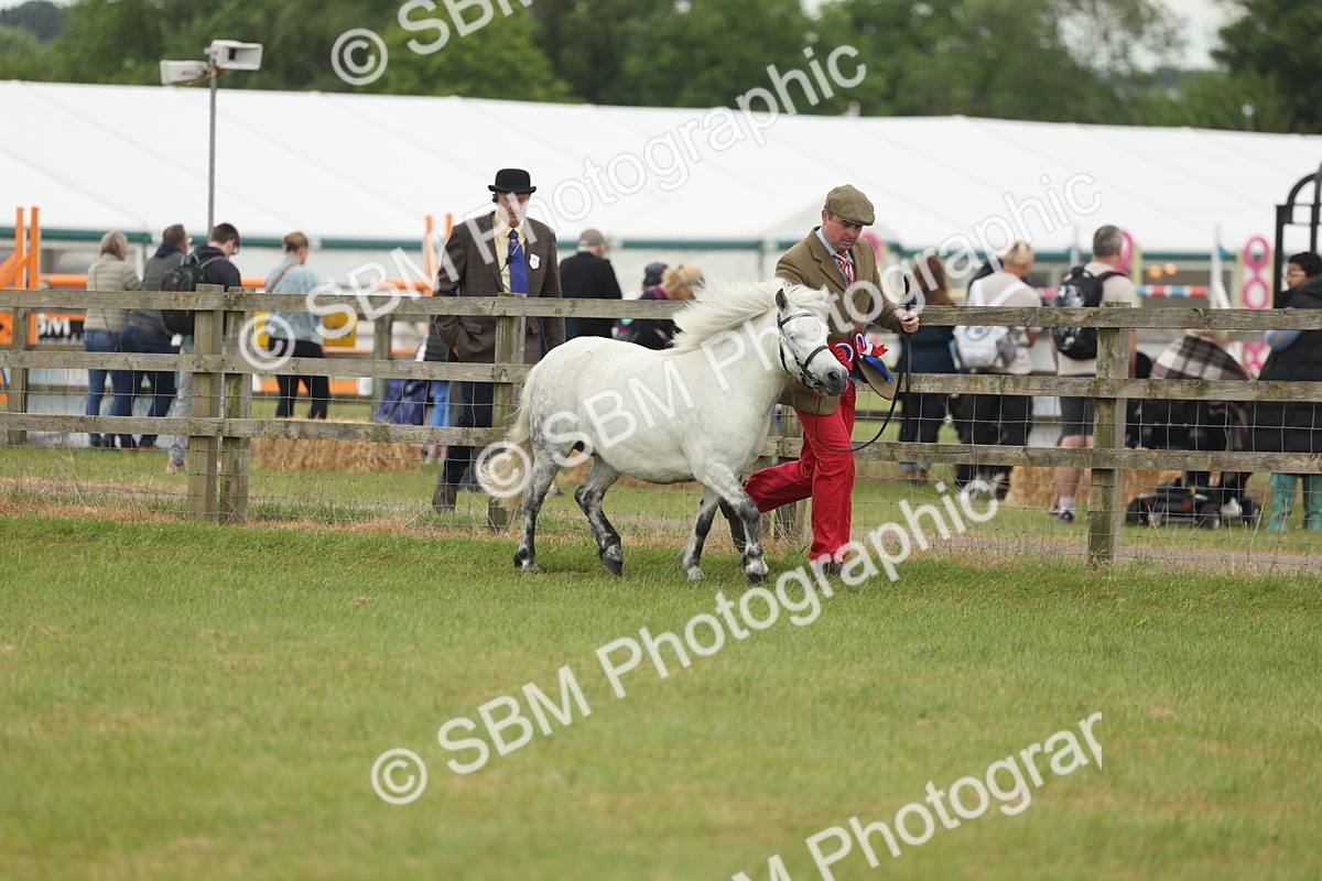 SBM_05039 - Class 50-57 - M&M Welsh Pony In Hand