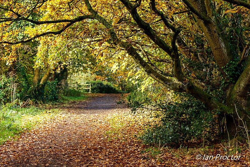 The Overhanging Tree - Barnett Demesne - Autumn
