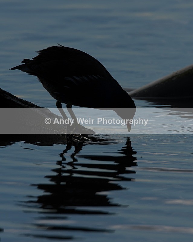 20081128-IMG_0929 - Rails & Coots