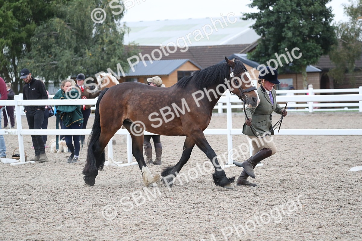 SBM_18296 - Class 318 IH Part bred Horse/Pony