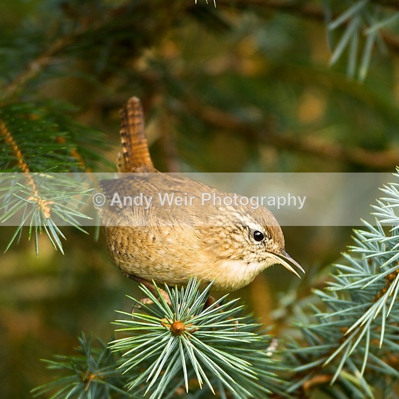 20121013-_MG_0876 - Wren & Goldcrest