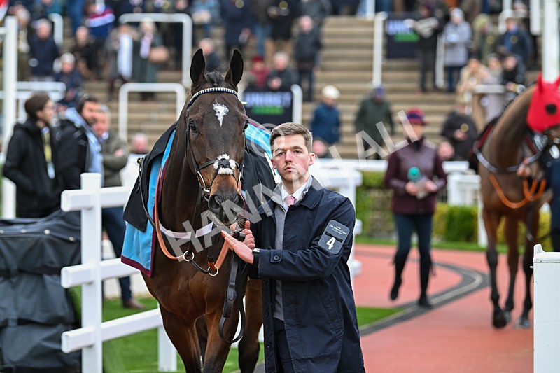 171124-Race 2-Paddock-Peaky Boy-2819 - Race 2