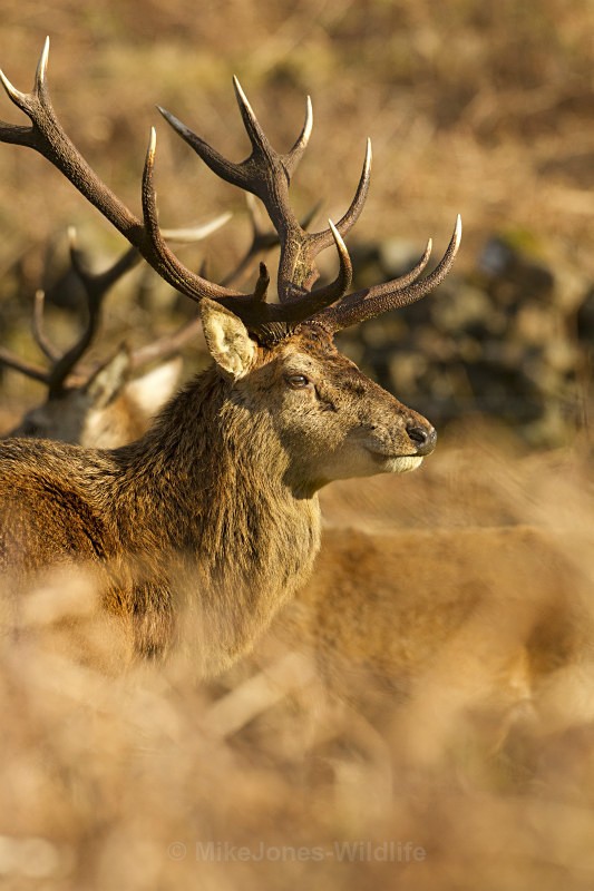 Red Deer, Isle of Mull ref rd 14b - RED DEER