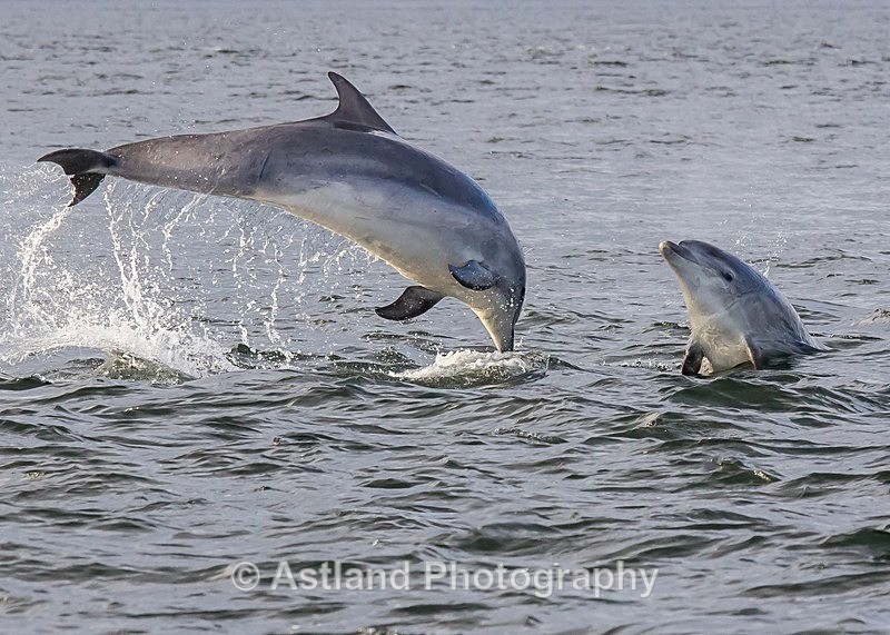 Astland Photography, Bird and Wildlife Images, Susan and Peter Wilson, U.K.