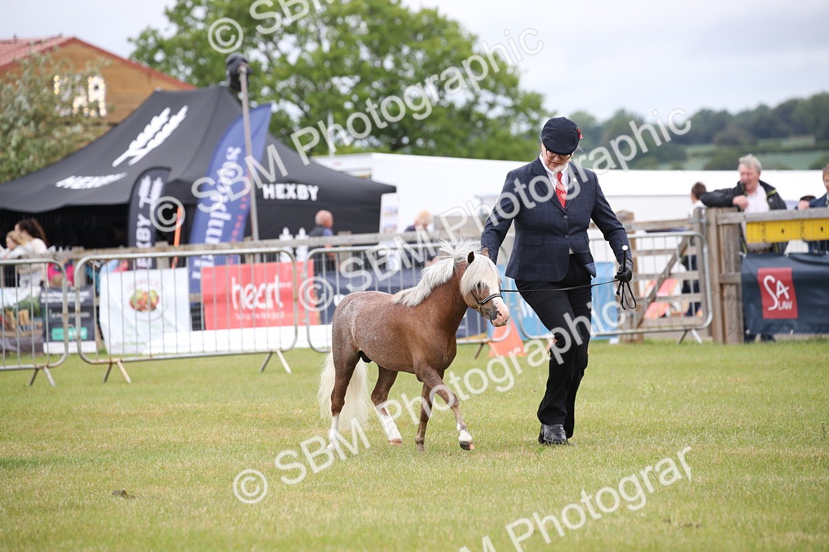 SBM_03744 - Class 23-25 - British Miniature Horse of the Year