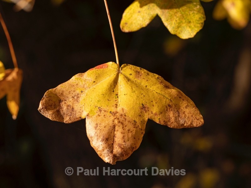 Montpellier maple (Acer monspessulanum) - Autumn Colours 2020