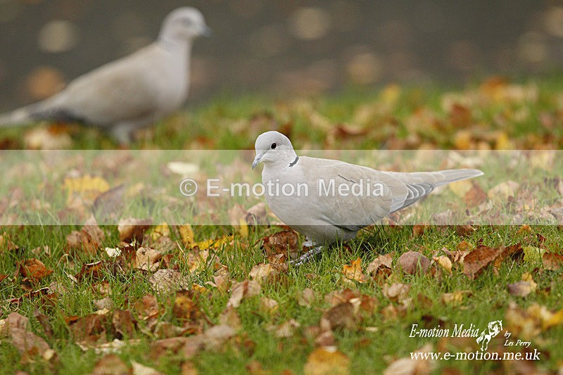 Collared Doves 281111 2 - Nature